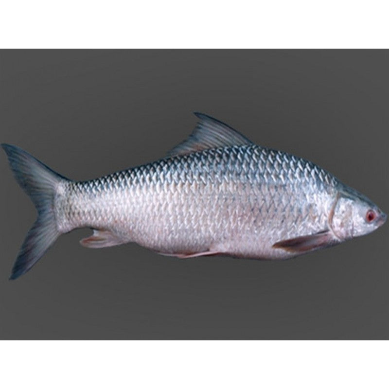 Mrigal Fish 1kg 2kg 3kg 4kg