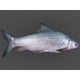 Mrigal Fish 1kg 2kg 3kg 4kg