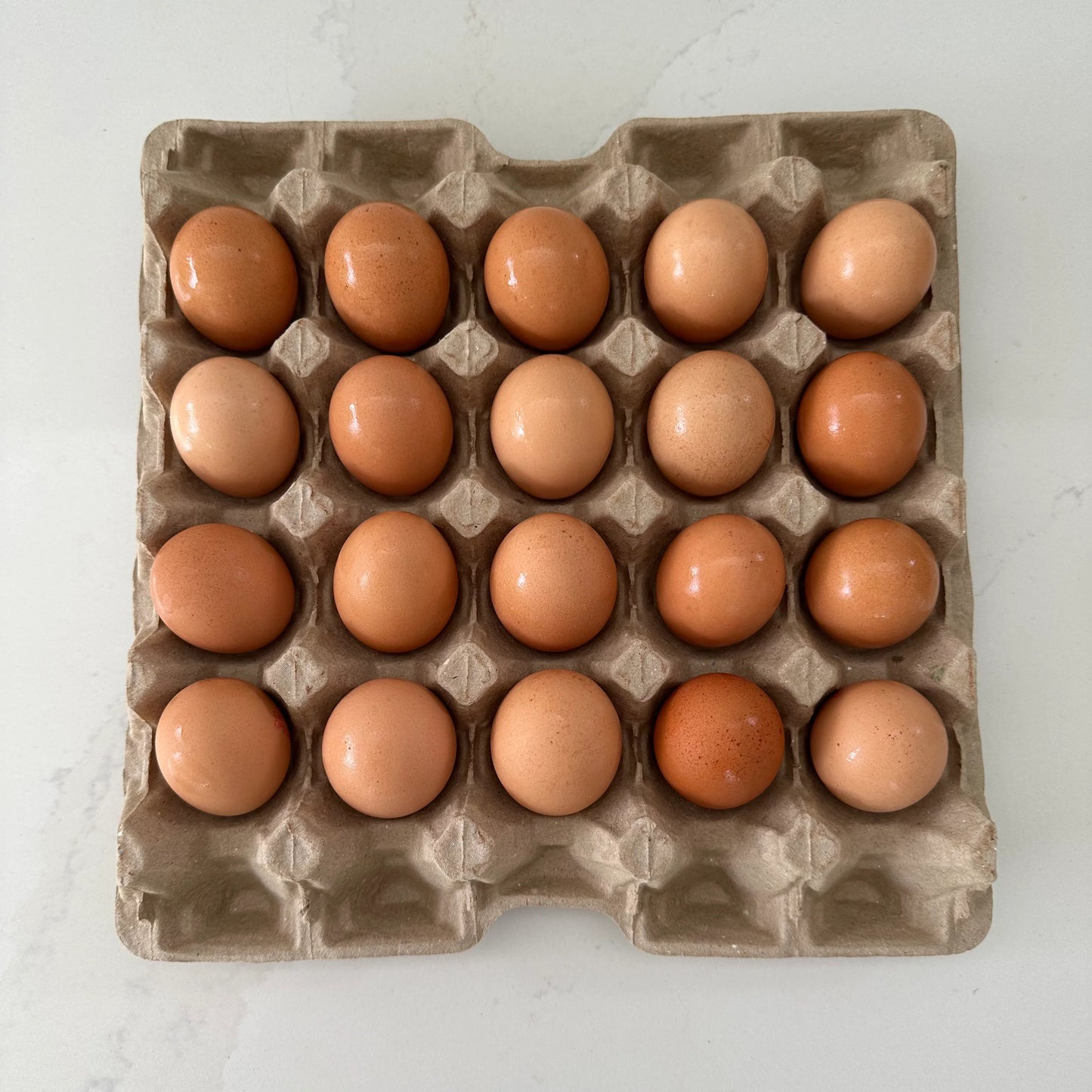 Tray 20 Eggs
